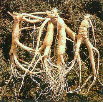 съедобные корни