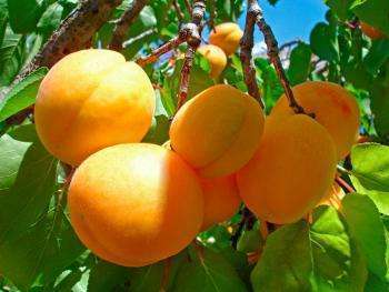 спелые абрикосы на дереве