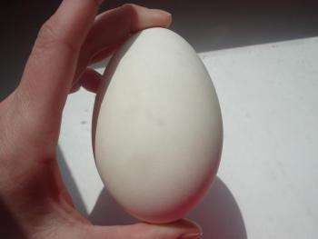 крупное гусиное яйцо