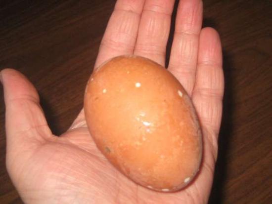 гусиное яйцо на ладони