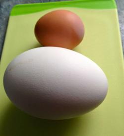 сравнение гусиного яйца и куриного