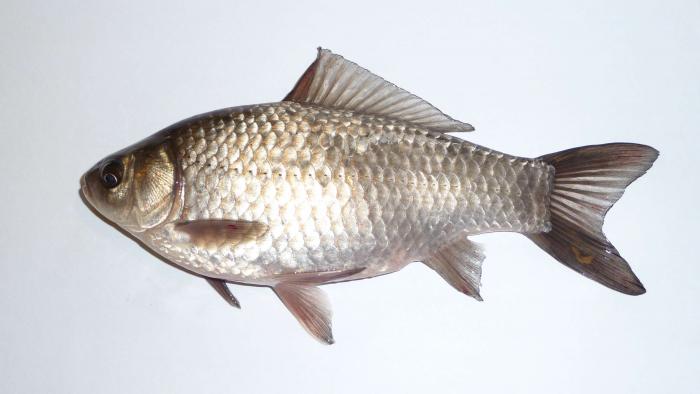 рыба карась на белом фоне