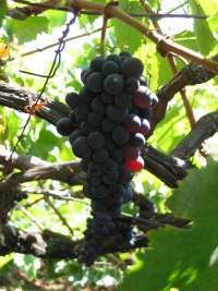 черный виноград сорта Tinta Negra Mole