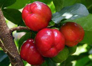 польза барбадосской вишни ацеролы