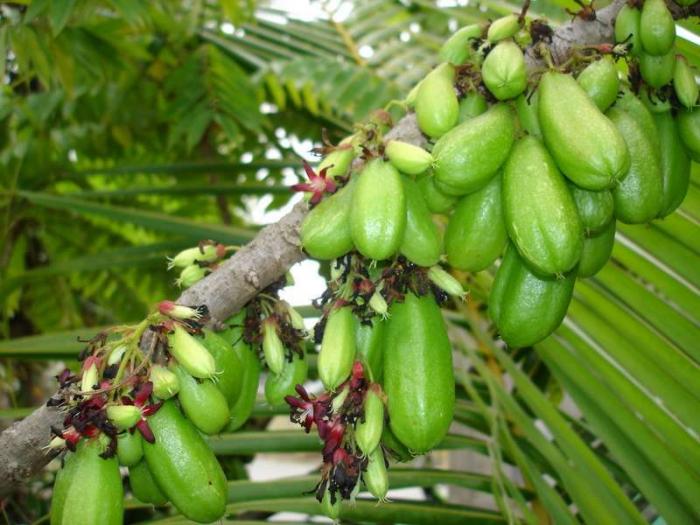польза плодов огуречного дерева