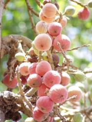 полезные свойства плодов дерева сикомор