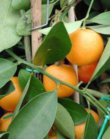 плоды каламондина (цитрофортунеллы) на дереве