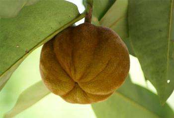полезные свойства фрукта мабола