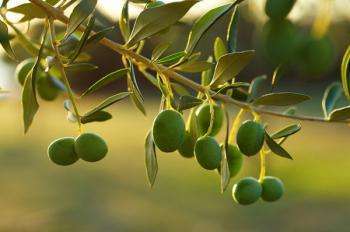 как растут оливки?