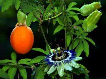 цветок и плод пассифлоры голубой