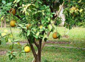 как и где растет фрукт помело?