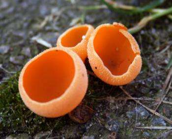 польза оранжевого гриба
