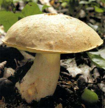 полезные свойства полубелого гриба (боровика)