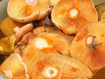 грибы рыжики рецепты