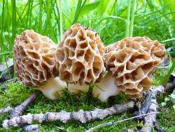 Какая польза от грибов сморчков