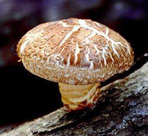 полезные свойства древесных грибов