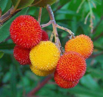 желтые и красные плоды земляничного дерева на ветке