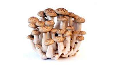 полезные свойства грибов