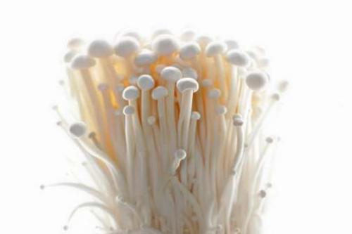 Как называются белые маленькие грибы