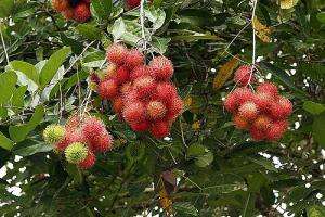 Как растет этот экзотический фрукт?