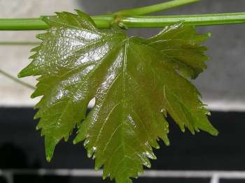 влажный виноградный лист