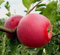 описание яблок Айдаред