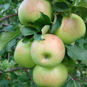 описание сорта яблони Богатырь