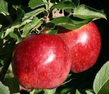 Как выглядят плоды яблони сорта Лобо?