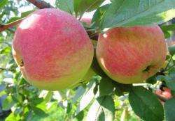 Как выглядят плоды яблони данного сорта?