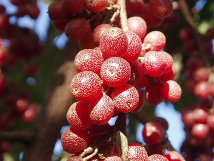 полезные свойства ягод данного растения