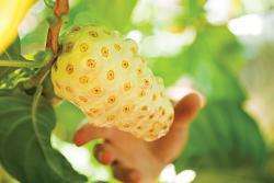 применение экзотического фрукта в лечении