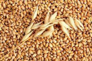 полезные свойства зернового продукта