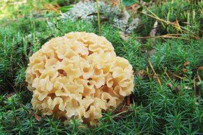 лечебные свойства грибной капусты