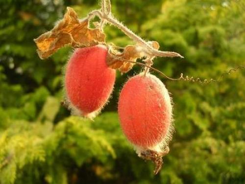 красные плоды тладианты на ветке