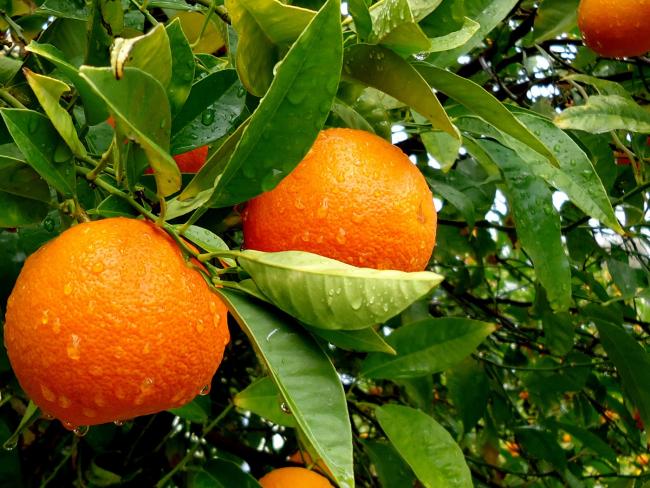 апельсины на дереве после дождя