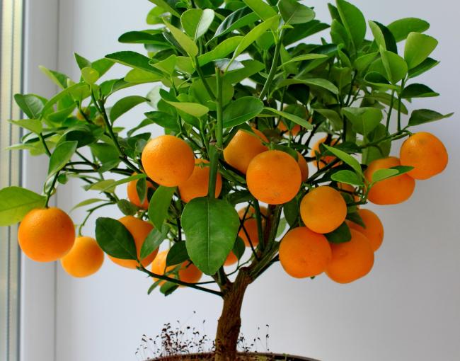 апельсиновое дерево с плодами на подоконнике
