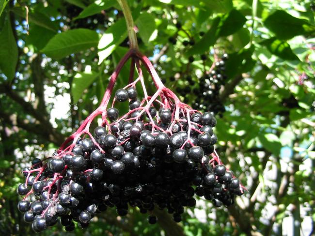 тяжелая ветвь с ягодами черной бузины