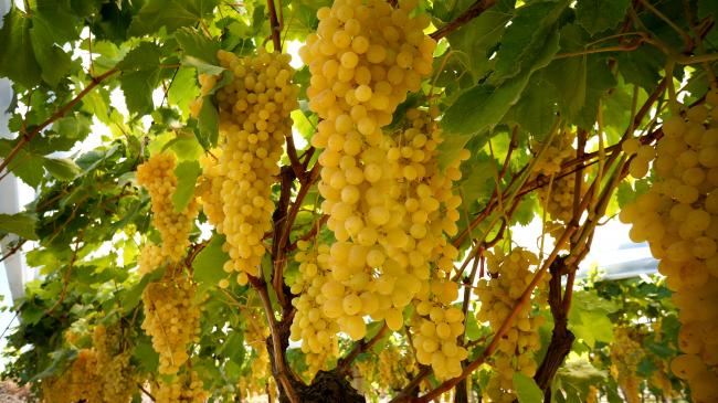 еще не собранные грозди белого винограда ркацители
