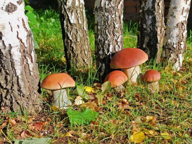 белые грибы под деревом