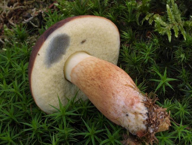 белый гриб с болезнью