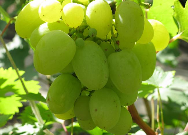 небольшая гроздь винограда