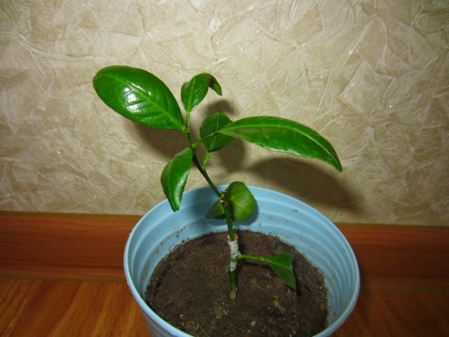 молодое растение в горшке