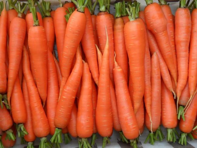 много свежей моркови