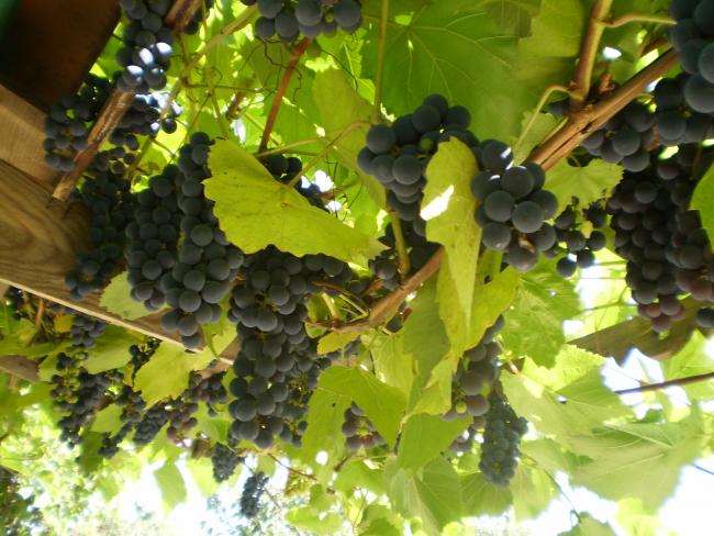 зрелый виноград изабелла