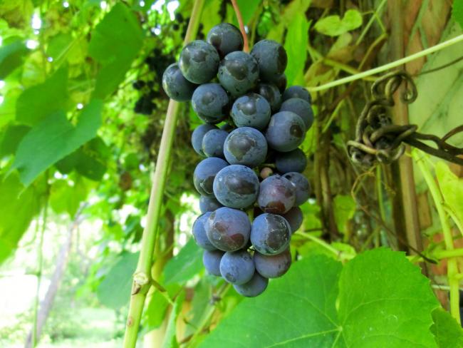 гроздь синего винограда изабелла
