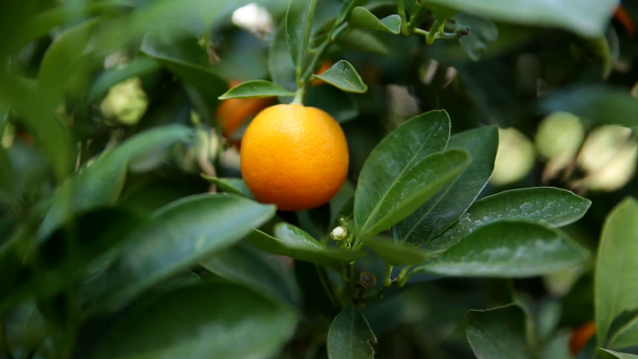 оранжевый плод каламондина среди листьев