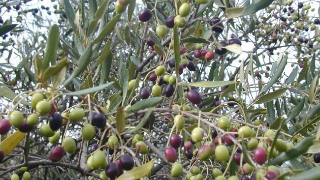 плоды оливкового дерева