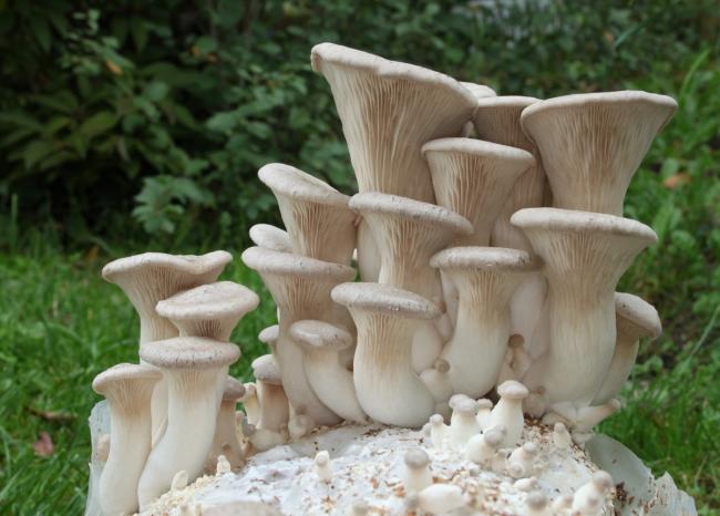 белые грибы на пне