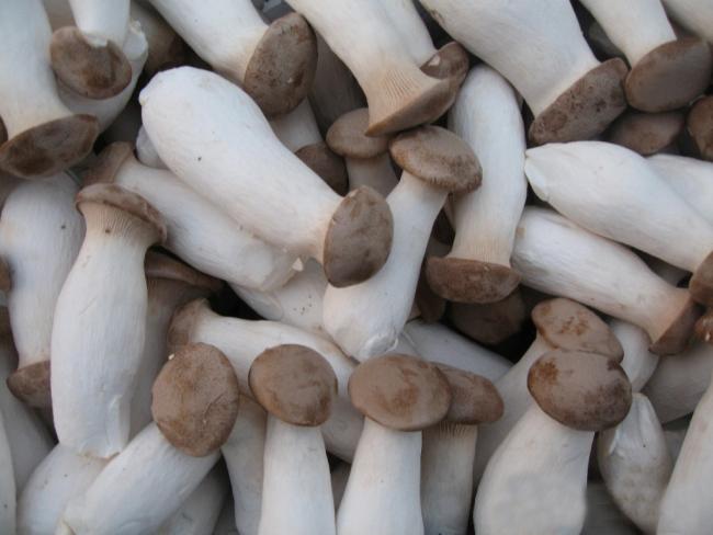 много белых грибов еринги