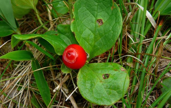 ягоды клоповки в естественных условиях роста
